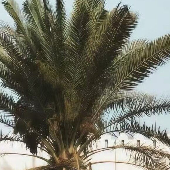 Meet your Posher, G - Picture 1 of 1